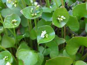 Miner's lettuce(Claytonia perfoliata)