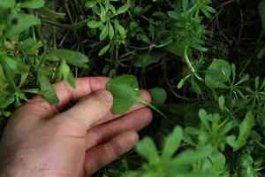 Miner's lettuce(Claytonia perfoliata)