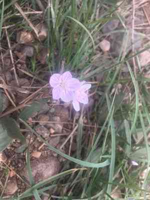Western springbeauty(Claytonia rosea)