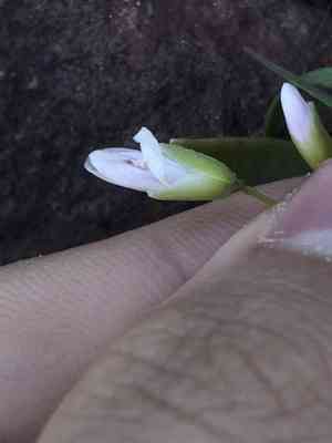 Western springbeauty(Claytonia rosea)