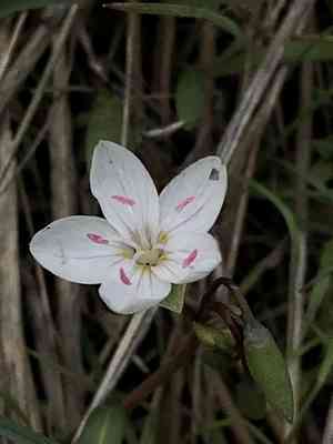 Western springbeauty(Claytonia rosea)