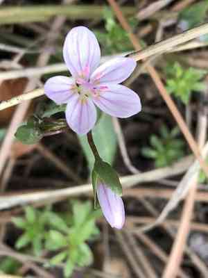 Western springbeauty(Claytonia rosea)