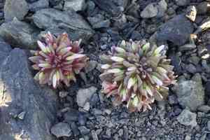 Brandegee's springbeauty(Claytonia saxosa)