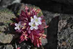 Brandegee's springbeauty(Claytonia saxosa)