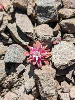 Brandegee's springbeauty(Claytonia saxosa)