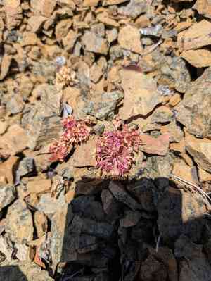 Brandegee's springbeauty(Claytonia saxosa)
