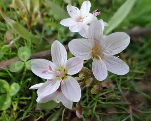 Virginia springbeauty(Claytonia virginica)