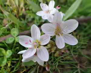Virginia springbeauty(Claytonia virginica)