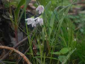 Virginia springbeauty(Claytonia virginica)