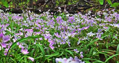 Virginia springbeauty(Claytonia virginica)