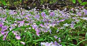 Virginia springbeauty(Claytonia virginica)