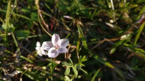 Virginia springbeauty