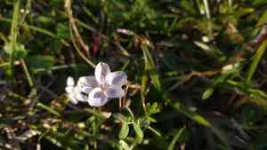 Virginia springbeauty(Claytonia virginica)
