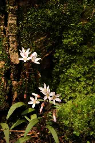 Virginia springbeauty(Claytonia virginica)