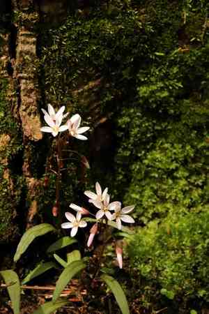 Virginia springbeauty(Claytonia virginica)