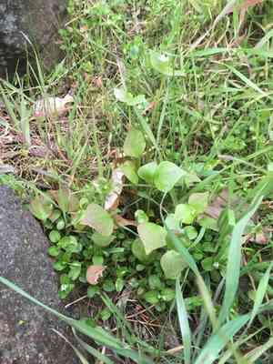 Washington springbeauty(Claytonia washingtoniana)