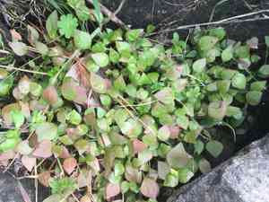 Washington springbeauty(Claytonia washingtoniana)