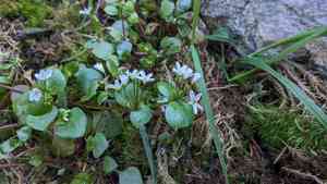 Washington springbeauty(Claytonia washingtoniana)