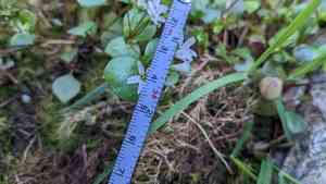 Washington springbeauty(Claytonia washingtoniana)