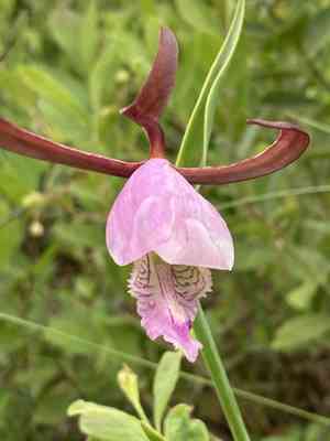 Large spreading pogonia(Cleistesiopsis divaricata)