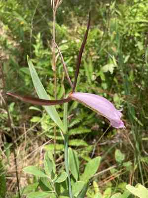 Large spreading pogonia(Cleistesiopsis divaricata)