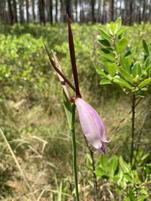 Large spreading pogonia(Cleistesiopsis divaricata)