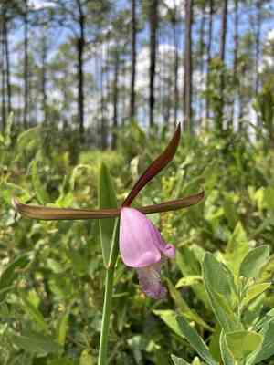 Large spreading pogonia(Cleistesiopsis divaricata)