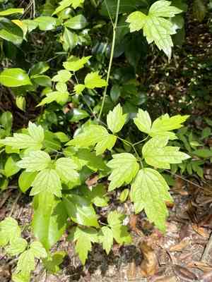 Virgin’s bower(Clematis apiifolia)