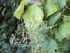 Virgin’s bower(Clematis apiifolia)