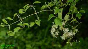 Virgin’s bower(Clematis apiifolia)