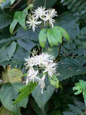 Virgin’s bower(Clematis apiifolia)