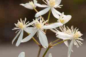 Armand clematis(Clematis armandii)