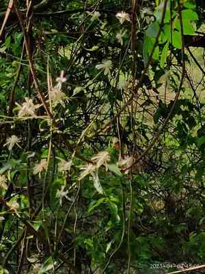 Armand clematis(Clematis armandii)