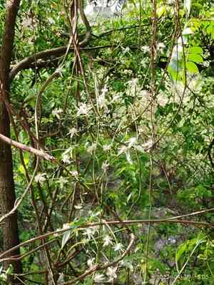 Armand clematis(Clematis armandii)