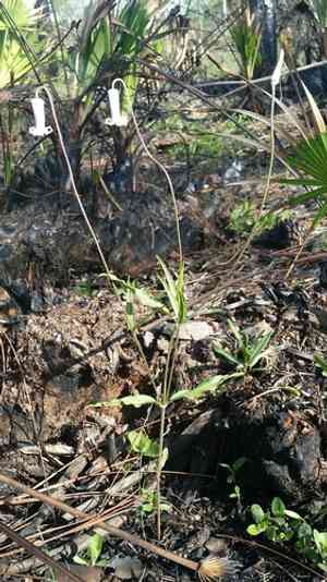 Pine hyacinth(Clematis baldwinii)