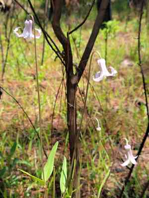 Pine hyacinth(Clematis baldwinii)