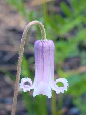 Pine hyacinth(Clematis baldwinii)