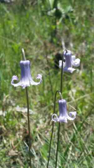 Pine hyacinth(Clematis baldwinii)