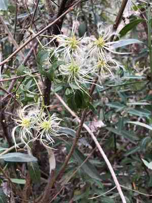 Traveler's-joy(Clematis brachiata)