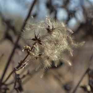 Traveler's-joy(Clematis brachiata)