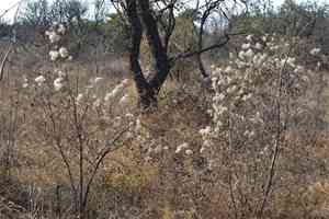 Traveler's-joy(Clematis brachiata)