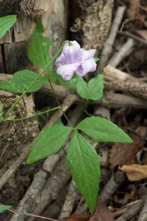 Swamp leatherflower(Clematis crispa)
