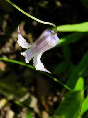 Swamp leatherflower(Clematis crispa)