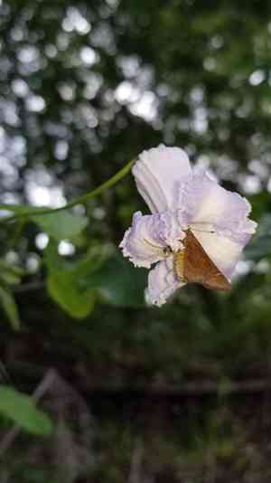 Swamp leatherflower(Clematis crispa)