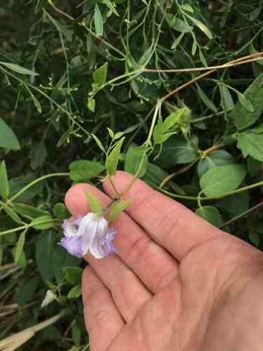 Swamp leatherflower(Clematis crispa)
