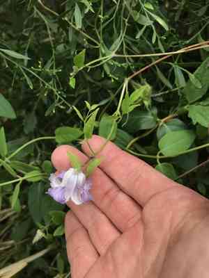 Swamp leatherflower(Clematis crispa)