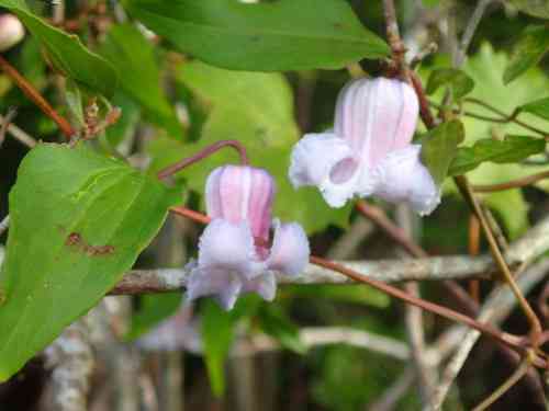 Swamp leatherflower(Clematis crispa)