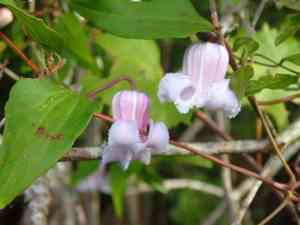Swamp leatherflower(Clematis crispa)
