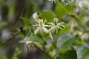 Cabellos de angel(Clematis dioica)