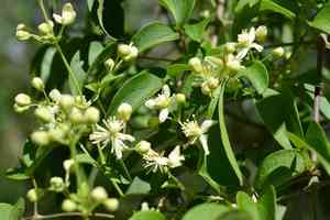 Cabellos de angel(Clematis dioica)